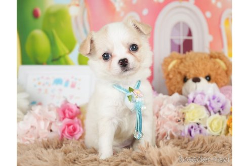 成約済の神奈川県のチワワ(ロングコート)-279214の6枚目