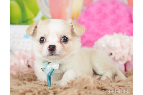 成約済の神奈川県のチワワ(ロングコート)-279214の5枚目