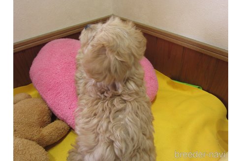 成約済の福岡県のミックス犬-269460の8枚目