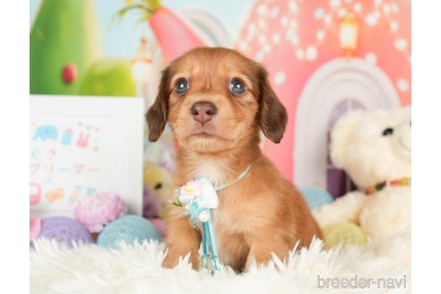 成約済の神奈川県のカニンヘンダックスフンド(ロングヘアード)-279216の16枚目