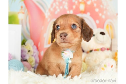 成約済の神奈川県のカニンヘンダックスフンド(ロングヘアード)-279216の10枚目