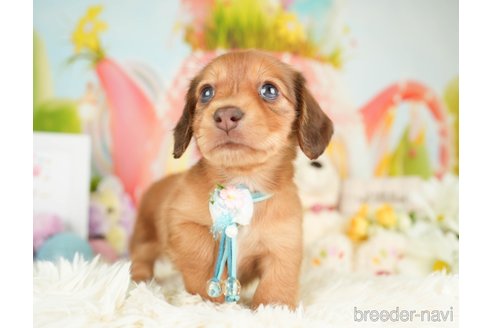 成約済の神奈川県のカニンヘンダックスフンド(ロングヘアード)-279216の1枚目