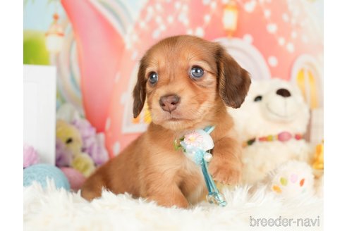 成約済の神奈川県のカニンヘンダックスフンド(ロングヘアード)-279216の12枚目