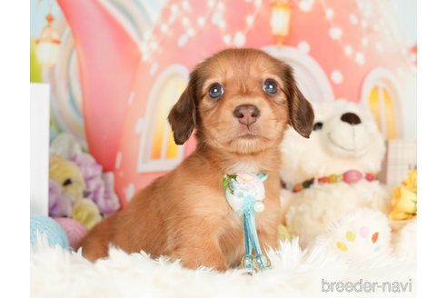 成約済の神奈川県のカニンヘンダックスフンド(ロングヘアード)-279216の13枚目