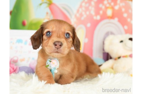 成約済の神奈川県のカニンヘンダックスフンド(ロングヘアード)-279216の14枚目