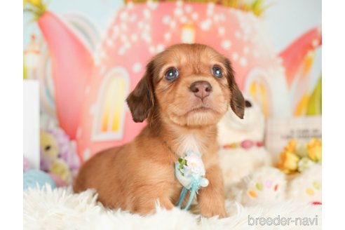 成約済の神奈川県のカニンヘンダックスフンド(ロングヘアード)-279216の15枚目