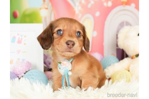 成約済の神奈川県のカニンヘンダックスフンド(ロングヘアード)-279216の3枚目