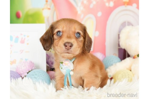 成約済の神奈川県のカニンヘンダックスフンド(ロングヘアード)-279216の2枚目