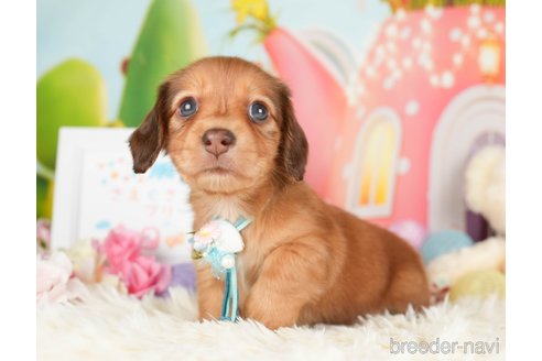 成約済の神奈川県のカニンヘンダックスフンド(ロングヘアード)-279216の5枚目