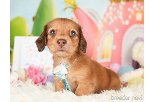 成約済の神奈川県のカニンヘンダックスフンド(ロングヘアード)-279216の4枚目
