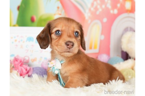 成約済の神奈川県のカニンヘンダックスフンド(ロングヘアード)-279216の6枚目