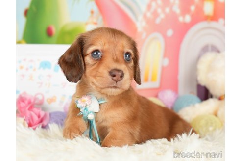 成約済の神奈川県のカニンヘンダックスフンド(ロングヘアード)-279216の8枚目