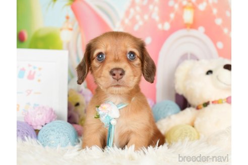 成約済の神奈川県のカニンヘンダックスフンド(ロングヘアード)-279216の7枚目