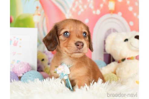 成約済の神奈川県のカニンヘンダックスフンド(ロングヘアード)-279216の9枚目