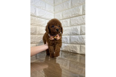 成約済の茨城県のトイプードル-279244