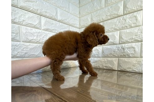 成約済の茨城県のトイプードル-279244の3枚目