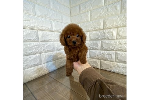 成約済の茨城県のトイプードル-279244の2枚目