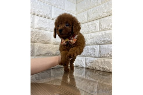 成約済の茨城県のトイプードル-279244の4枚目