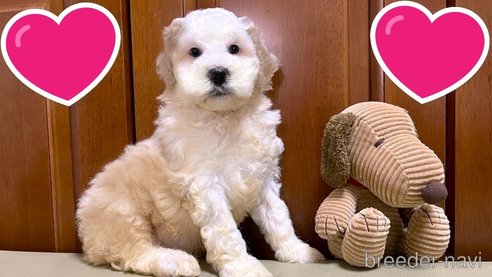 成約済の茨城県のミックス犬-277683の15枚目