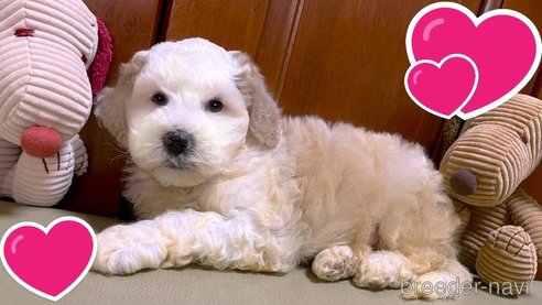 成約済の茨城県のミックス犬-277683の14枚目