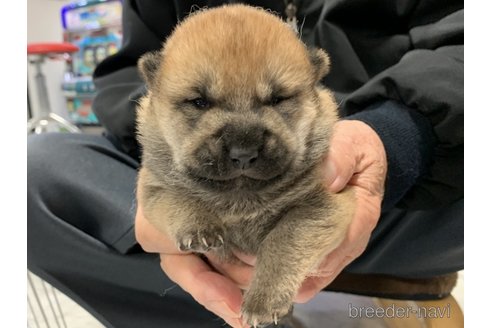 成約済の長崎県の柴犬-279250の2枚目