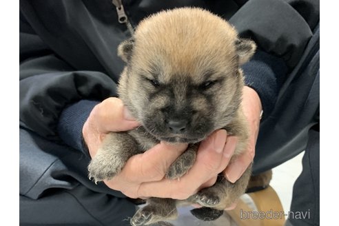 成約済の長崎県の柴犬-279251の3枚目