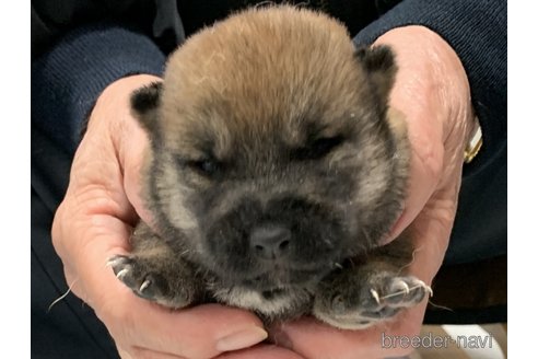 成約済の長崎県の柴犬-279252の1枚目