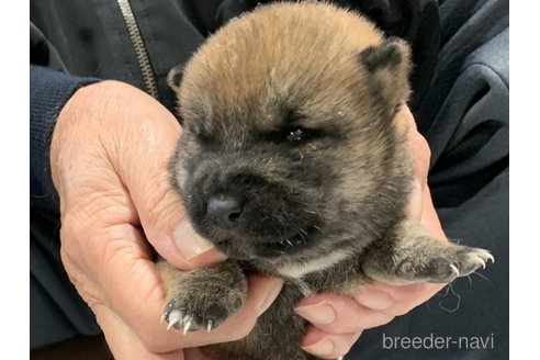 成約済の長崎県の柴犬-279252の2枚目