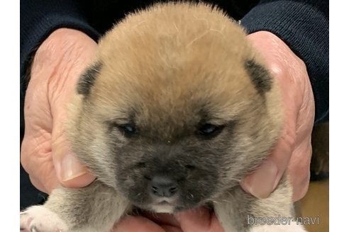 販売中の長崎県の豆柴-279254