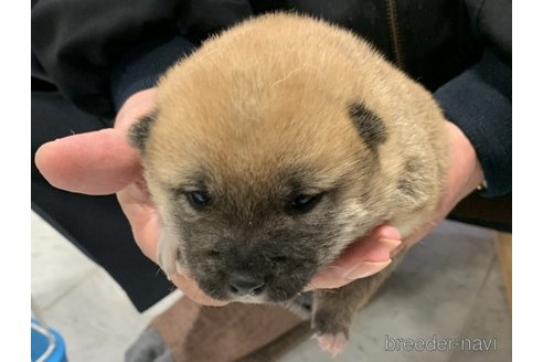 成約済の長崎県の豆柴-279254の5枚目