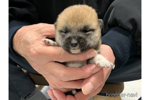 成約済の長崎県の豆柴-279255の2枚目