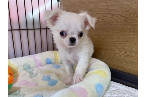 成約済の栃木県のミックス犬-278229の6枚目