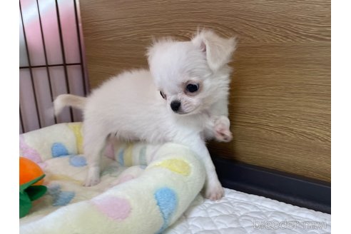 成約済の栃木県のミックス犬-278229の7枚目