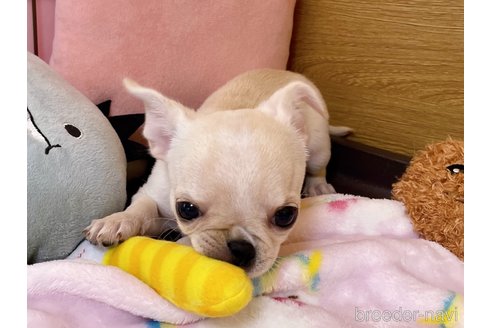 成約済の栃木県のミックス犬-276988の3枚目