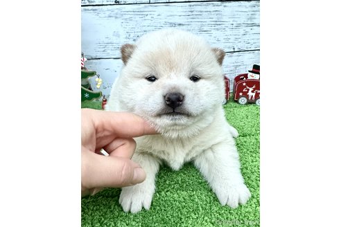 成約済の埼玉県の柴犬-278567の6枚目