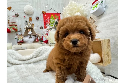 成約済の京都府のトイプードル-279267の4枚目