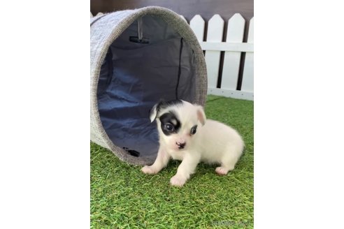 成約済の福岡県のチワックス:チワワ×ミニチュアダックスフンド-278509の9枚目