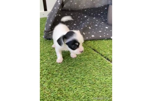 成約済の福岡県のチワックス:チワワ×ミニチュアダックスフンド-278509の10枚目