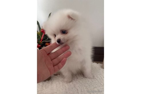 成約済の福岡県のポメラニアン-276889の4枚目