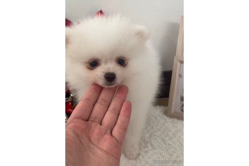 成約済の福岡県のポメラニアン-276889の5枚目