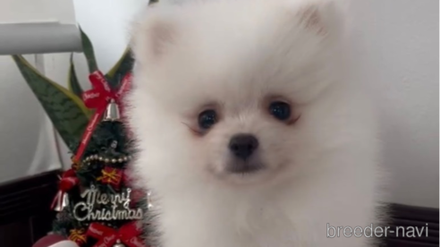 成約済の福岡県のポメラニアン-276889