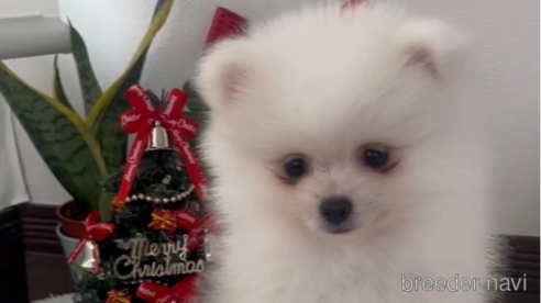 成約済の福岡県のポメラニアン-276889の3枚目