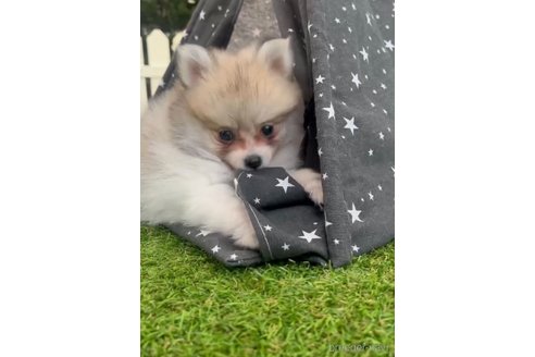 成約済の福岡県のポメラニアン-276895の2枚目