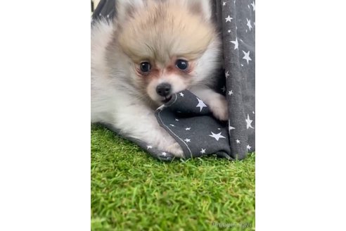 成約済の福岡県のポメラニアン-276895の3枚目