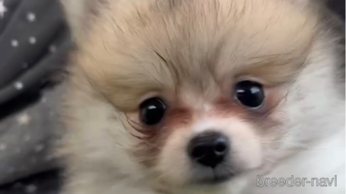 成約済の福岡県のポメラニアン-276895