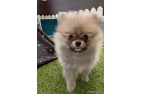 成約済の福岡県のポメラニアン-276897の5枚目