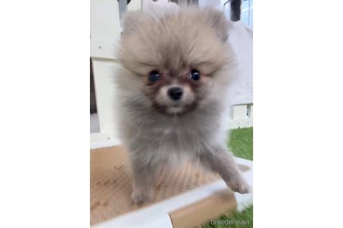 成約済の福岡県のポメラニアン-276897の4枚目