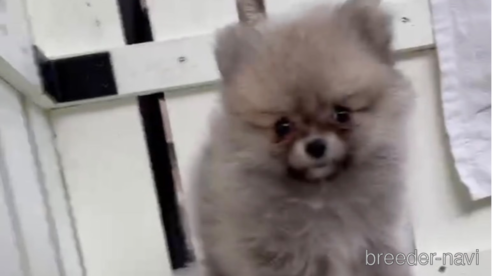 成約済の福岡県のポメラニアン-276897の3枚目