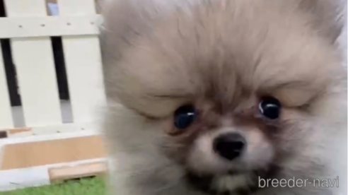 成約済の福岡県のポメラニアン-276897の2枚目