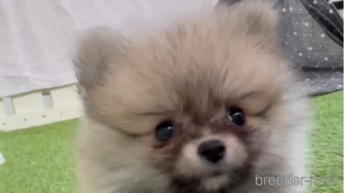 成約済の福岡県のポメラニアン-276897